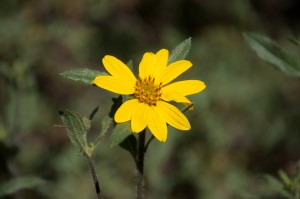 Wildflowers along the way