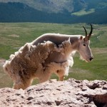 Mountaingoat