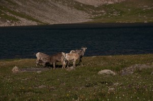 Bighorns at the lake