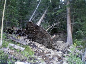 Down and dead trees