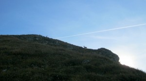 Alpine ibex