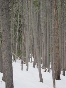 Mount Judge Lodgepole Forest